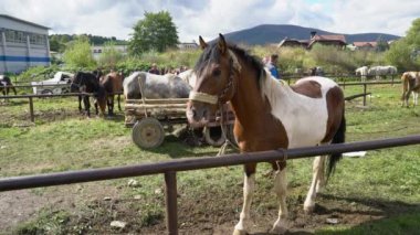 Atlar Bayram Sığır Fuarı Turpu BH 29 Eylül 2020