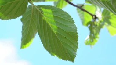 (Sorbus aryası) Beyazebeam 'ın altında yapraklar vahşi (Sorbus aria)