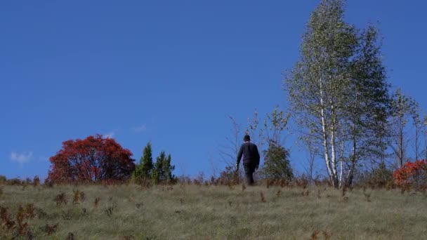 Человек Идет Дымовому Дереву Осеннем Пейзаже Cotinus Coggygria — стоковое видео