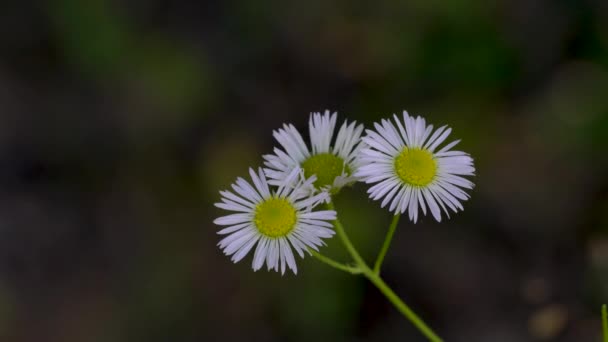 Prairie Fleabane Field Flowers Slight Breeze Erigeron Strigosus — Stock Video