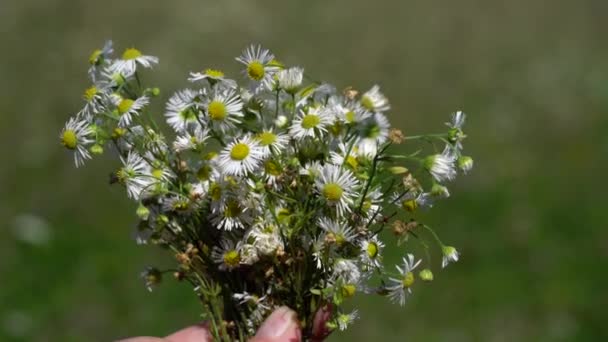 Prairie Fleabane Kwiaty Polne Lekkim Wietrze Erigeron Strigosus Bukiet — Wideo stockowe