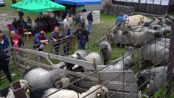 Moutons Fête Salon Bétail Turbe Bih Sept 2020 — Video