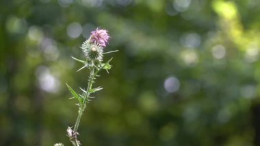 Doğal ortamda mızrak devedikeni (Cirsium vulgare)