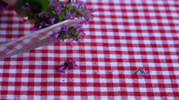 Ağaç Betonisi Betonica Officinalis Çiçek Tarlasında Çay Için Kesim — Stok video