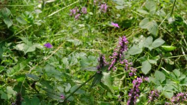 Çiçek tarlasında (Betonica officinalis) ağaç kesimi