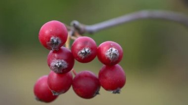 Hafif bir esintide Whitebeam (Sorbus aryası)