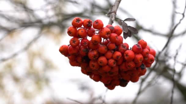 Ripe Rowan Фрукти Осінньому Навколишньому Середовищі Sorbus Aucuparia — стокове відео