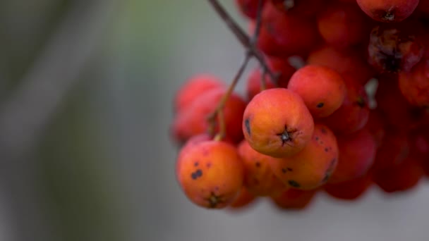 Zralé Irské Plody Podzimním Prostředí Sorbus Aucuparia — Stock video