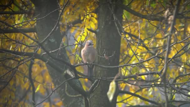 Eichelhäher Auf Baum Herbst Triebe Aus Fensterglas Garrulus Glandarius — Stockvideo