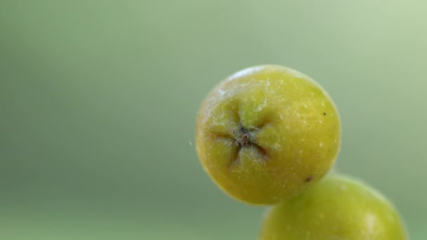 Дозревание Плодов Рована Естественной Среде Sorbus Aucuparia — стоковое видео