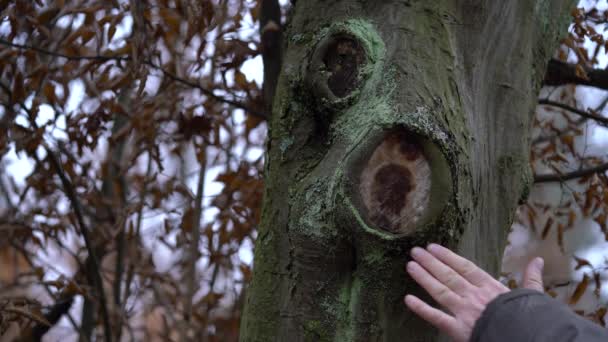 Albero Con Rami Tagliati Distruzione — Video Stock