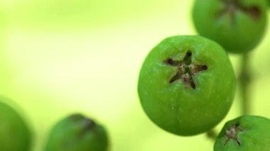 Doğal ortamda olgunlaşmamış Rowan meyveleri (Sorbus Aucuparia)
