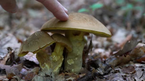 Penny Bun Cep Porcini Mushroom Natural Environment Boletus Edulis — Stock Video