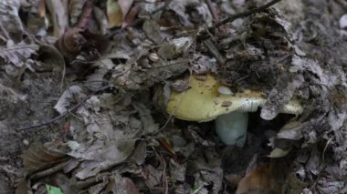 Doğal ortamda yaygın sarı Russula (Russula ochroleuca)