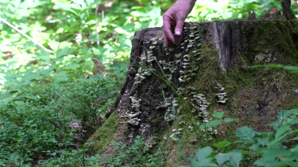 Jamur Pada Extinct Stump Lingkaran Kehidupan — Stok Video