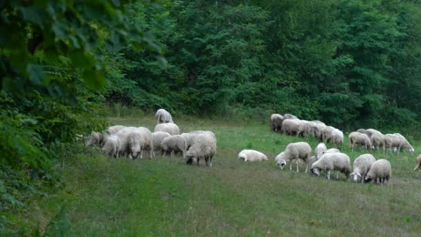 Вівця Виноградна Трава Природному Середовищі — стокове відео