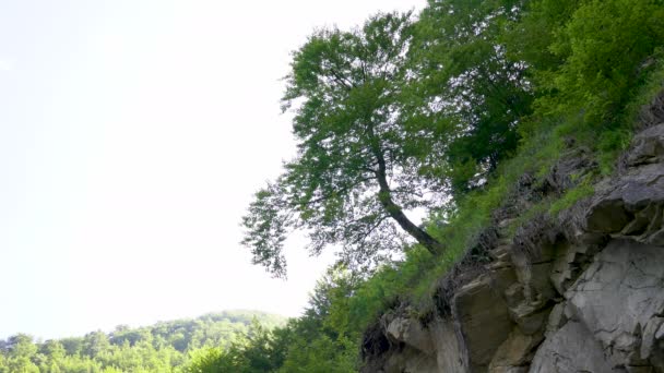 Ein Einsamer Baum Auf Einem Felsen Wald — Stockvideo