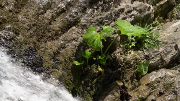 Nehir Şelalesinde Ortak Butterbur Petasites Hybridus — Stok video