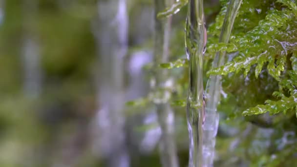 苔の森の水ジェット — ストック動画
