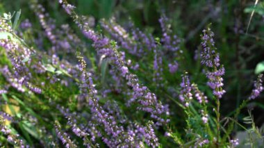 Hafif esintide ortak Heather (Calluna vulgaris)