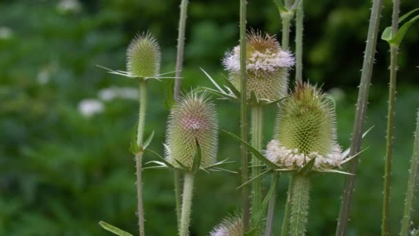 Teasel Cutleaf Lekkim Wietrze Dipsacus Laciniatus — Wideo stockowe