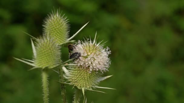 Cutleaf Teasel Leichter Brise Dipsacus Laciniatus — Stockvideo