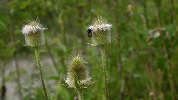 Teasel Feuilles Coupées Légère Brise Dipsacus Laciniatus — Video