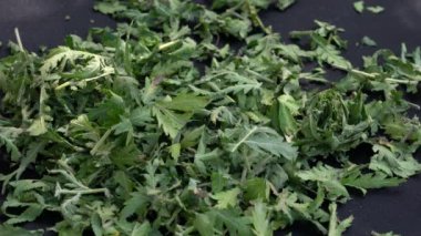 Tansy 'nin taze yapraklarını kesmek (Tanasetum vulgare) 