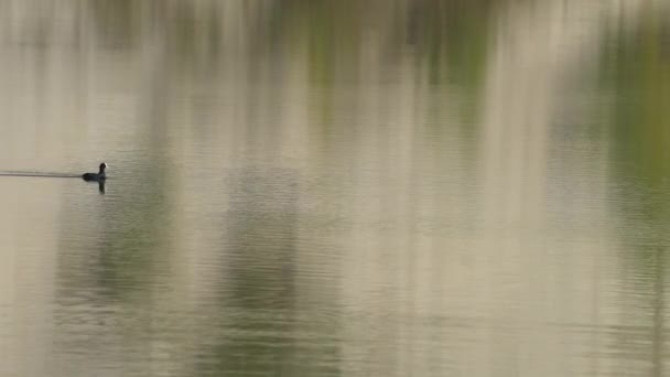 Євразійський Кот Плаває Озері Фуліка Атра — стокове відео