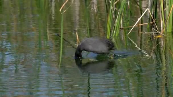 Eurazjatycki Coot Pływa Jeziorze Fulica Atra — Wideo stockowe