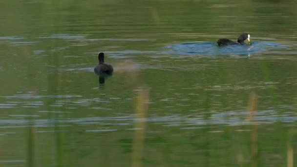 Eurasian Coot Swims Lake Fulica Atra — Stock Video
