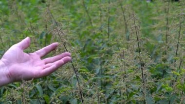 Hafif esintide Ortak Nettle Alanı (Urtica dioica)