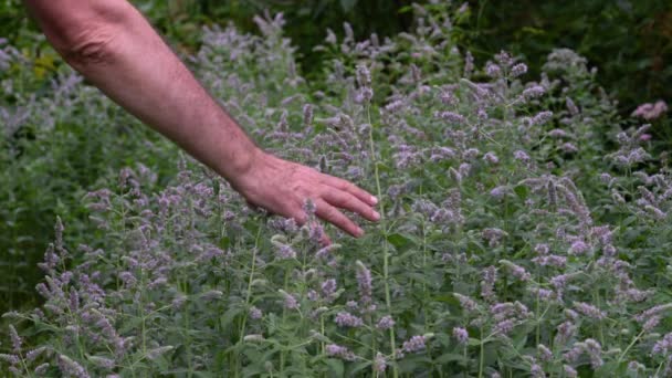 Campo Menta Silvestre Ligera Brisa Mentha Longifolia — Vídeos de Stock