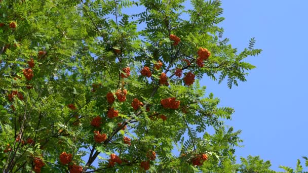 Memakan Buah Rowan Lingkungan Alami Sorbus Aucuparia — Stok Video