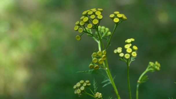 Hafif Bir Esinti Çiçek Açan Tansy Tanasetum Vulgare — Stok video