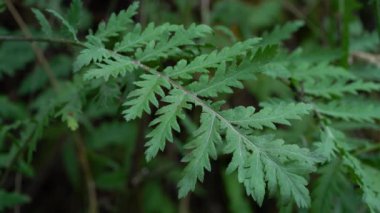 Hafif bir esinti, yapraklar, büyüyen Tanasetum vulgare.)