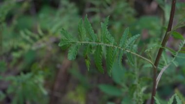 Hafif bir esintide Tansy, genç yaprakları topluyor (Tanasetum vulgare)