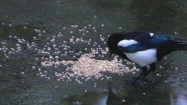 Eurasian Magpie Mange Des Céréales Sous Pluie Pica Pica — Video