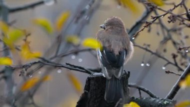 Sonbahar ağacı ve yağmurun gölgesinde Avrasyalı Jay (Garrulus glandarius)