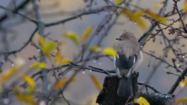 Eichelhäher Baldachin Von Herbstbaum Und Regen Garrulus Glandarius — Stockvideo