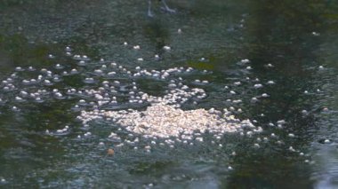 Great Tit eats grains in rain (Parus major)
