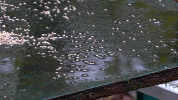 Great Tit Takes Quickly Grains Table Rain Parus Major — Vídeo de Stock