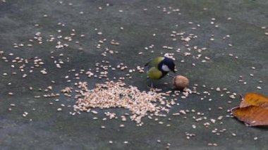 Great Tit tries to open nut on the table (Parus major)