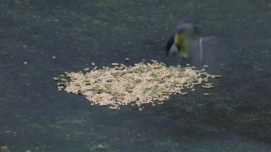 reat Tit takes quickly grains on table (Parus major)