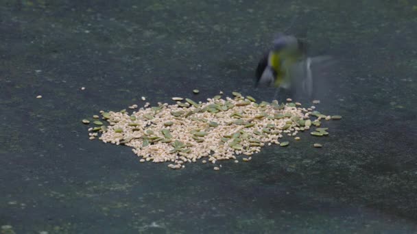 Reat Tit Takes Quickly Grains Table Parus Major — Stockvideo