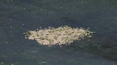 reat Tit takes quickly grains on table (Parus major)
