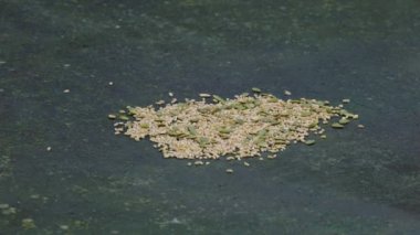 reat Tit takes quickly grains on table (Parus major)