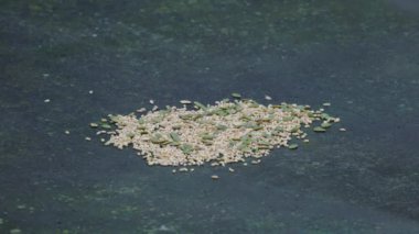 reat Tit takes quickly grains on table (Parus major)