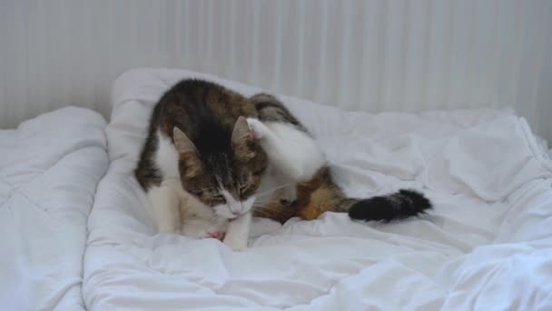 Kedi Yatakta Yalayıp Düzenler — Stok video