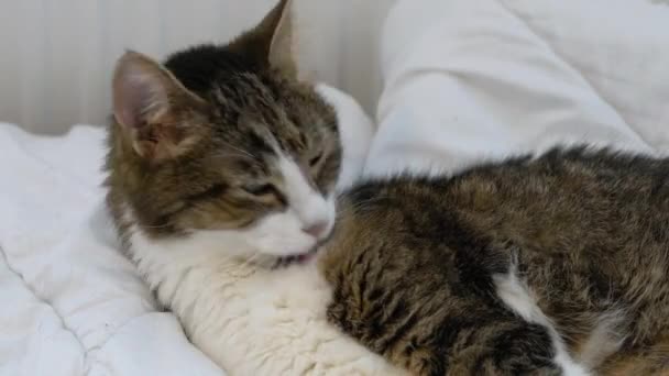 Γάτα Γλείφει Και Τακτοποιεί Στο Κρεβάτι — Αρχείο Βίντεο